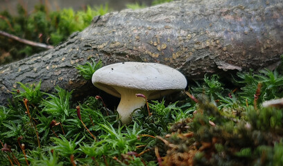 Close-up of a white Russula delica mushroom nestled in green moss and fallen wood in a shady beech...
