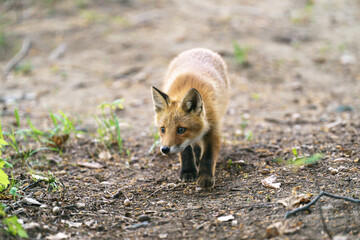 Ezo Red Fox Cub in the Wild, Hokkaido, Japan