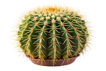 Round golden barrel cactus plant with sharp spines isolated on transparent background