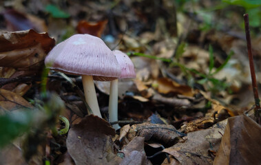Two delicate pink Mycena rosea mushrooms emerging from the leaf litter in a humid beech forest of the Bükk Mountains, Hungary. A beautiful but mildly toxic woodland species.