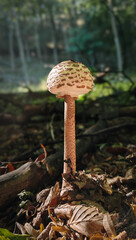 A tall Macrolepiota procera mushroom standing among fallen leaves in the Bükk Mountains, Hungary. A common edible species known for its large scaly cap and long stem.