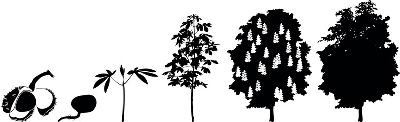 Black silhouette of life cycle of horse chestnut tree (Aesculus hippocastanum). Growth stages from seed and sprout to old tree isolated on white background	