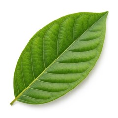 Obraz premium Vibrant green oval leaf with detailed veins isolated on