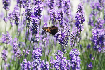 Small tortoiseshell butterfly (Aglais urticae) perched on lavender in Zurich, Switzerland