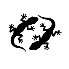 gecko on a white background