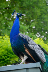 Obraz premium A majestic peacock stands tall at Wilhelma, the Zoological-Botanical Garden in Stuttgart, Germany. Its vibrant blue neck and iridescent feathers shimmer in the natural light against a green background