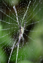 Spider web with dew drops and spider at the beginning of winter season