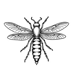dragonfly vector illustration