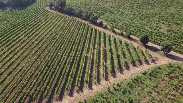 Aerial Flight over Vineyards in Rioja - Spain