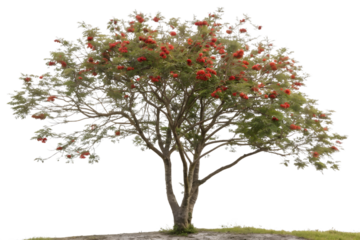 A mature rowan tree with red berries and green leaves isolated on transparent background