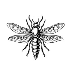 dragonfly vector illustration