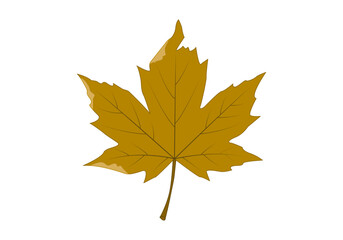 Hoja seca de árbol marrón en fondo blanco