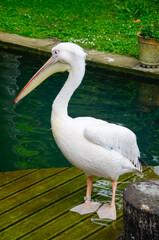 A Great White Pelican (Pelecanus onocrotalus) stretches its wings beside the water at Wilhelma, the Zoological-Botanical Garden in Stuttgart, Germany.