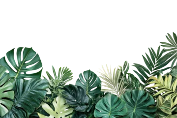 Keuken achterwand Jungle Tropical Green Leaves Border. Nature-Inspired Design For Botanical Themes Isolated On Transparent Background  © sweet_mellow