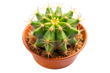 Small green barrel cactus plant in a terracotta pot isolated on transparent background