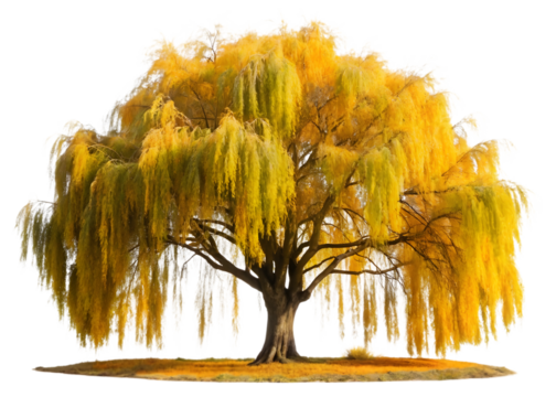 Golden weeping willow tree with vibrant yellow leaves isolated on transparent background