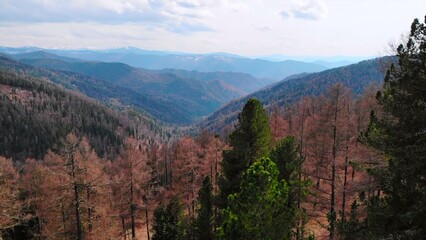 Mountain valley landscape with coniferous forest descending view. Media