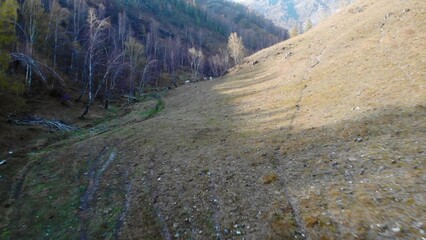 Horses grazing on mountain pasture near birch forest. Media