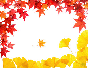 Fototapeta premium Autumnal frame featuring vibrant red maple leaves and yellow ginkgo leaves on a black background