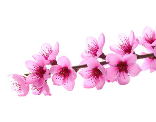Fototapeta premium Branch of delicate pink blossoms, isolated on a black background, showcasing spring beauty
