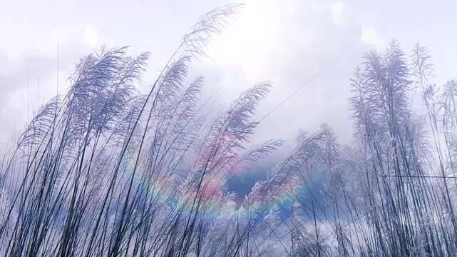 Kohuwa Phul (Kans Grass) Swaying in the Breeze Under a Cloudy Sky. Druga puja , Diwali background. Kans Flower, Autumn season, West Bengal. Assam	
