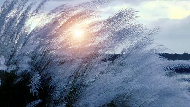 Kohuwa Phul (Kans Grass) Swaying in the Breeze Under a Cloudy Sky. Druga puja , Diwali background. Kans Flower, Autumn season, West Bengal. Assam	
