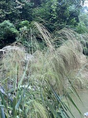 Close-up of tall green grass by a river in lush tropical forest, natural background ideal for eco, nature, and botanical themed projects.
