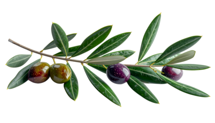 Olive Branch: A close-up shot showcases a vibrant olive branch, with its lush green leaves and plump olives. A symbol of peace, prosperity, and the bounty of nature.