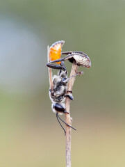 Hunting wasp with an orange abdomen, sleeping with its mouth open on a dry plant. Ammophila