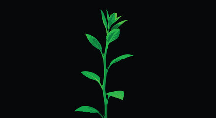 Fototapeta premium A young green plant with leaves against a