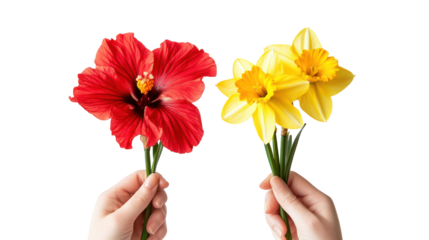 Two hands holding a red hibiscus and yellow daffodils isolated on transparent background