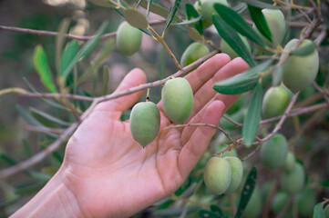 Olive Tree Branch with Green Olives on a woman's hand