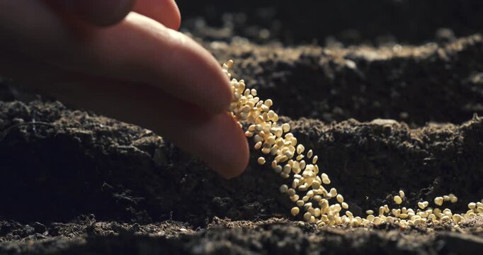 Super slow motion close-up of a hand planting seeds into fertile soil at 1000 fps. Cinematic and detailed macro shot representing organic farming, growth, nature, and sustainable agriculture.