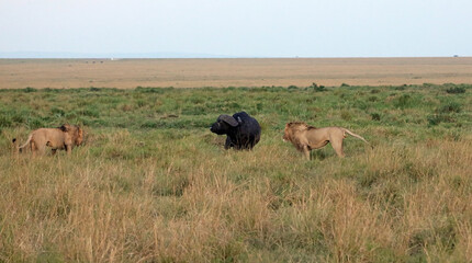 Lions hunting an African Buffalo, Masai Mara Kenya Africa
