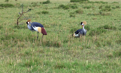 Two Grey Crowned Cranes, Masai Mara Kenya Africa
