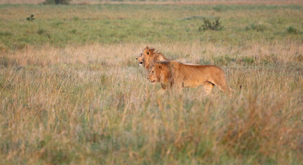 Two Lions setting off to hunt, Masai Mara Kenya Africa
