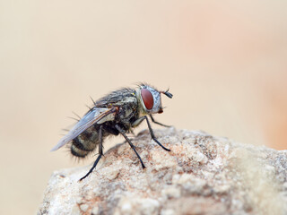 Fly Family Tachinidae on a stone
