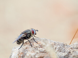 Fly Family Tachinidae on a stone