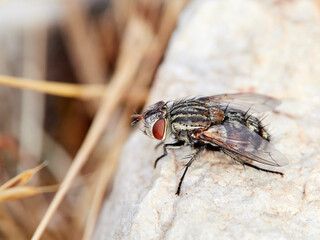 Fly Family Tachinidae on a stone