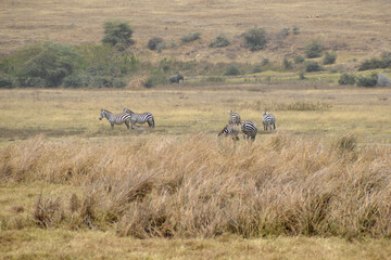Africa, Tanzania, Ngorongoro, zebras and elephant