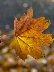 autumn maple leaf close up