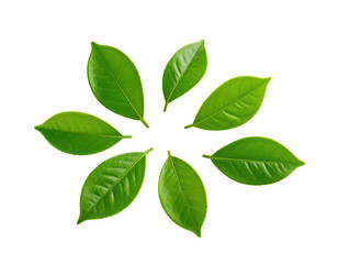 Fototapeta premium Seven green leaves arranged in a circular pattern against a stark, black background