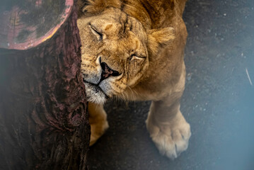 丸太に頬を寄せる雌ライオン