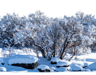 A serene winter landscape with snow-covered bushes and rocks against a clear sky