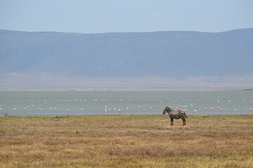 Africa, Tanzania, Ngorongoro, zebra & flamingos