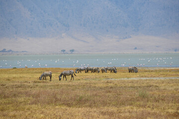 Africa, Tanzania, Ngorongoro, zebras & flamingos