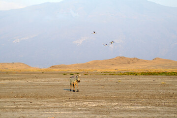 Africa, Tanzania, zebra with flying flamingos