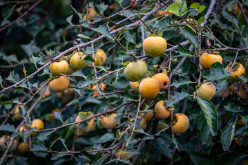 たわわに実る柿