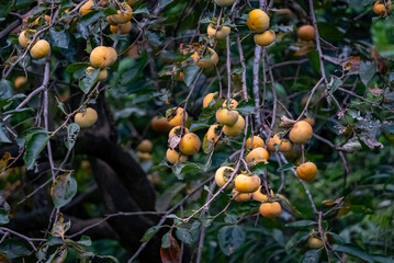 たわわに実る柿