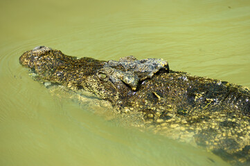 Crocodile in water. Thailand